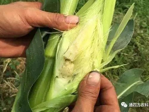 ���׶d���c�՗U��ԭ����