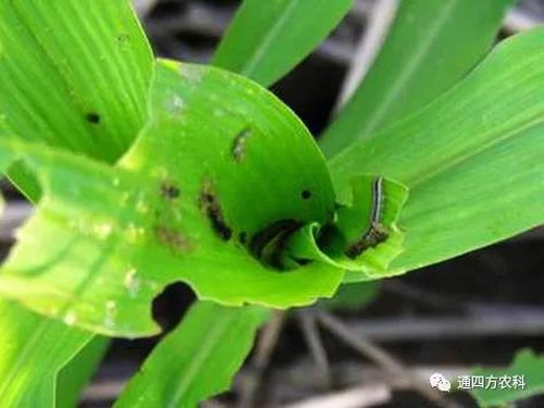 ���הQ����ô�k����ץ�o��Q��Ӱ푮a��!!!