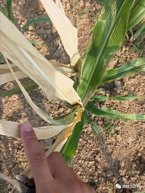 ���쵽����������ģʽ���_������������ɶΣ��������A(y��)����