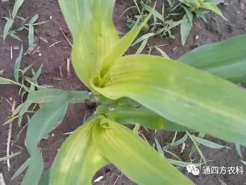 ���הQ����ô�k����ץ�o��Q��Ӱ푮a��!!!